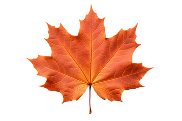 Wall Mural - Realistic autumn leaf PNG illustration with white background for seasonal design projects, nature-themed graphics, and fall-themed visuals in high-resolution format