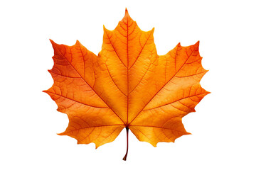 Wall Mural - Realistic autumn leaf PNG illustration with white background for seasonal design projects, nature-themed graphics, and fall-themed visuals in high-resolution format