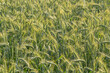 © Mentor - Background with barley in spring