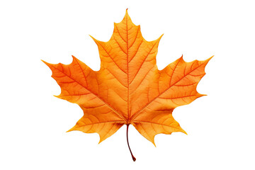 Wall Mural - Realistic autumn leaf PNG illustration with white background for seasonal design projects, nature-themed graphics, and fall-themed visuals in high-resolution format