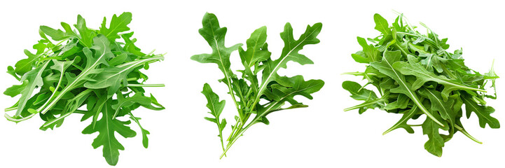 Wall Mural - Set of Arugula Isolated on transparent background