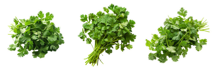 Wall Mural -  Set of Coriander Isolated on transparent background