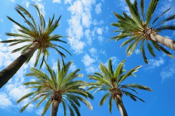 Palm trees against blue sky