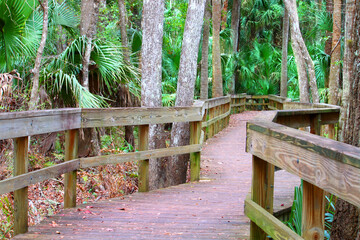 Wall Mural - Highlands Hammock State Park in Florida