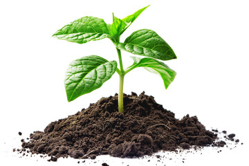 A young plant growing from the soil on a white background. A seedling grows from the soil isolated on a white background. A green plant sprout is in the dirt with an earth texture and natural organic 