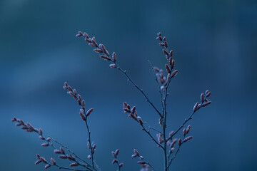 Wall Mural - Delicate branches of native bush in Southern Sweden woodlands neat the forest lake. Natural springtime scenery of Scandinavia.