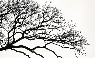 Poster - Black tree branches silhouetted on a white background, in a flat lay. Isolated dead wood and leafless foliage provide a natural background or decoration concept