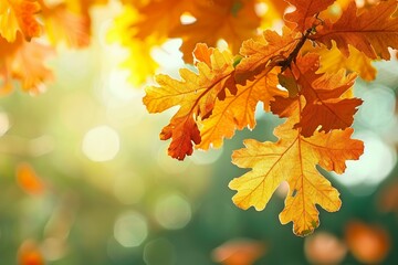 Wall Mural - Autumn yellow leaves of oak tree in autumn park. Fall background with leaves. Beautiful autumn landscape.