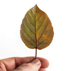 Poster - Hand Holding a Single Autumn Leaf