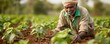 © gearstd - An elderly farmer with traditional attire is planting young crop seedlings in a vast green field during a serene sunset, embodying perseverance and dedication.