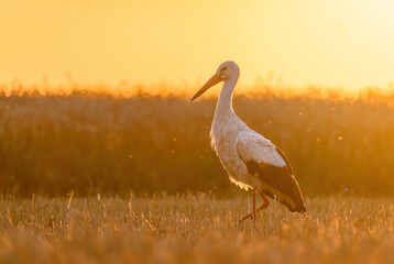 Wall Mural - white stork bird ( ciconia ciconia ) during sunny morning