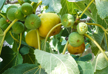 Ripening fig fruits close up