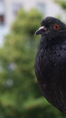 Wall Mural - Pigeon closeup portrait, bird on the window, summer day, pigeon beautiful portrait, pigeons eyes in macro, Extreme Close Up