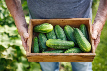 Wall Mural - Fresh harvested cucumbers. Senior man holding crate with cucumber in organic vegetable garden