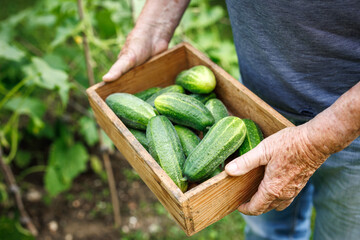 Wall Mural - Cucumber harvest. Farmer holding crate with fresh cucumbers in vegetable garden. Organic gardening