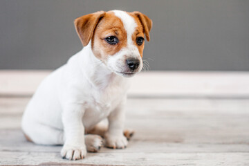 Canvas Print - Portrait of puppy dog at home