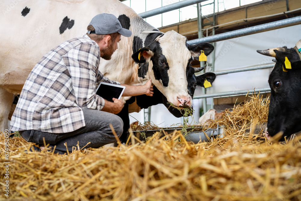 Livestock veterinarian man examining a cow in a cowshed. Stock Photo ...
