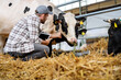 © Barillo_Images - Livestock veterinarian man examining a cow in a cowshed.