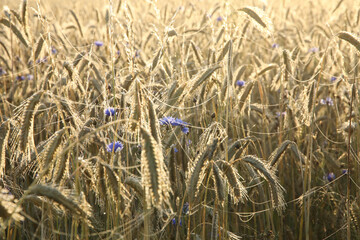 Fields of wheat in the morning dawn