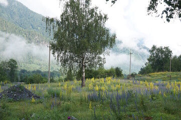 Wall Mural - A natural landscape with wildflowers in the foreground. Mountains and a light haze in the distance.