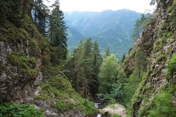 Poster - Beautiful natural landscape with trees in the mountains.