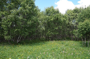 Sticker - A meadow of blooming wildflowers with trees.