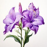 A sobralia orchid watercolor painting on white background.
