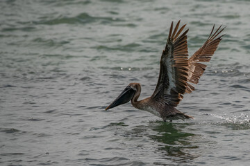 Wall Mural - pelican in flight fishing in the ocean
