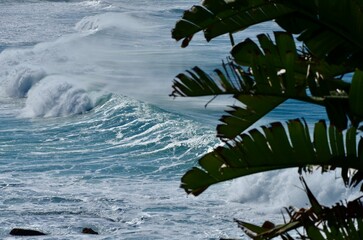 Sea surfing waves sunny coast Australia Coogee 