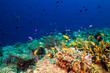 © Bruce - coral reef with fish