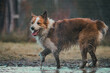 © Thomas E. Lee - Action photo of a dirty Border Collie playing in a wet, muddy puddle. Horizontal.
