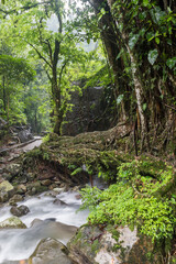 Trail to Double decker living root bridge  in nongriat village in cherrapunjee meghalaya India. This bridge is formed by training tree roots over years to knit together.