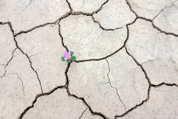 tiny wildflower blooming on the cracked earth of an alien landscape near hanksville, utah.