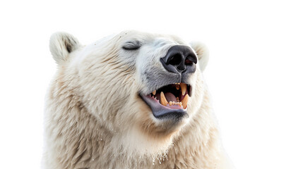 close up portrait of a happy polar bear showing its teeth on a white background