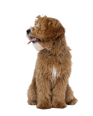 Sticker - Happy labradoodle dog puppy sitting up facing front. Looking side ways with tongue out. Isolated cutout on a transparent background.