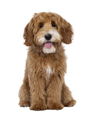 Wall Mural - Happy labradoodle dog puppy sitting up facing front. Looking straight to camera with tongue out. Isolated cutout on a transparent background.