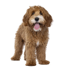 Sticker - Happy labradoodle dog puppy standing facing front. Looking straight to camera with tongue out. Isolated cutout on a transparent background.