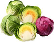 © NAPATSAWAN - Assortment of fresh green and purple cabbages, whole and halved, isolated on white background. Healthy vegetable selection for cooking.
