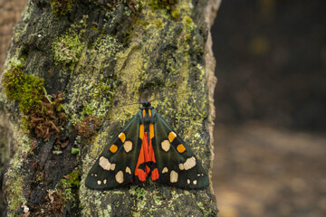 Scarlet tiger moth, Callimorpha dominula