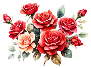 Watercolored red roses on a transparent background.