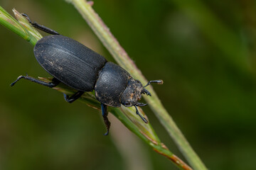 Wall Mural - Lesser Stag Beetle - Dorcus parallelipipedus, beautiful small black beetle from European forests and woodlands, Zlin, Czech Republic.