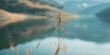 © Fatema - Close up of a single grass stem with blurred mountainous landscape and lake in the background, serene nature scene