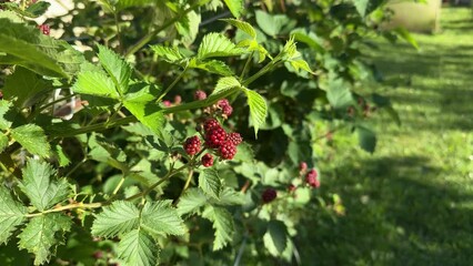 Wall Mural - Blackberries ripen on a bush in the garden in summer