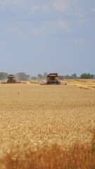 Wall Mural - Dry wheat field in summer. Combine harvesters cutting ripe spikelets during seasonal works. Agriculture machinery working on field in the countryside. Front view. Vertical video