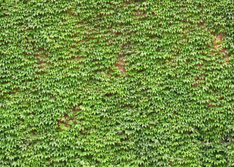 Ivy covered brick wall forms busy background pattern in green