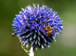 Wall Mural - bee on a flower