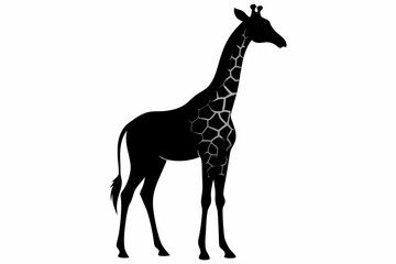  giraffe silhouette, giraffe vector silhouettes isolated on a white background, Wild animals silhouette, giraffe
