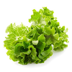 Sticker - Fresh baby lettuce isolated on white background