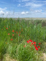 Sticker - Prairie fleurie en Bourgogne l'été