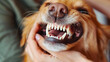 © Maestro - Close-up of dog showing teeth while being handled, playful yet fierce expression